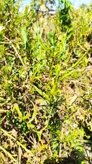 Baccharis
