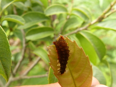 Trypanophora semihyalina