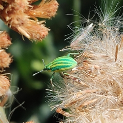Platyaspistes venustus