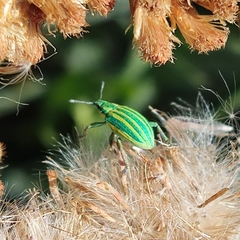 Platyaspistes venustus