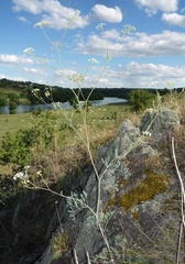 Seseli pallasii