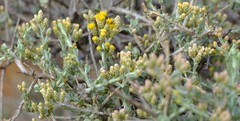 Helichrysum pentzioides