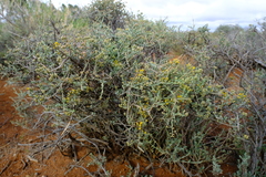 Helichrysum pentzioides