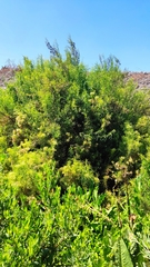 Baccharis