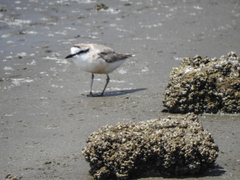 Charadrius marginatus marginatus