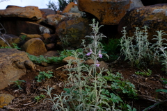Stachys cuneata