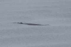 Balaenoptera bonaerensis