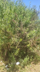 Baccharis