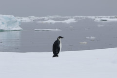 Aptenodytes forsteri