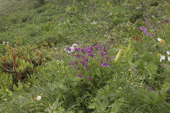 Hedysarum caucasicum