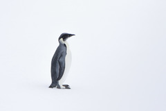 Aptenodytes forsteri