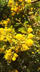 Vachellia caven