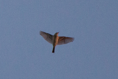 Anthus spragueii
