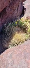 Eriosyce coimasensis