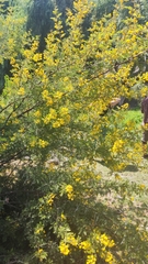 Vachellia caven
