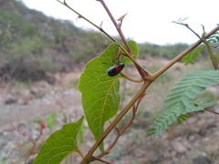 Megalostomis pyropyga