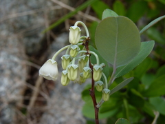 Zenobia pulverulenta