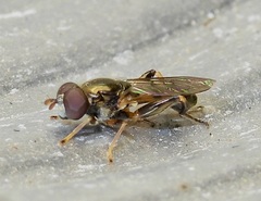 Chalcosyrphus metallicus