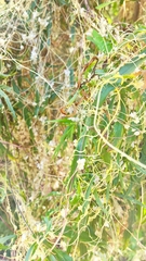 Cuscuta