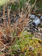 Carex petriei