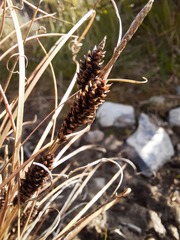 Carex petriei