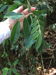 Picramnia deflexa