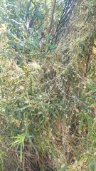 Cuscuta