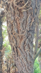 Salix humboldtiana