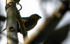 Caryothraustes poliogaster