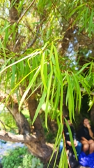 Salix humboldtiana