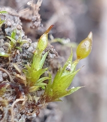 Tortula protobryoides