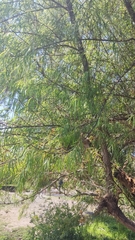Salix humboldtiana