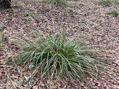 Rhynchospora megalocarpa