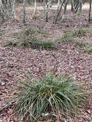 Rhynchospora megalocarpa