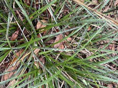 Rhynchospora megalocarpa