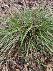 Rhynchospora megalocarpa