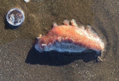 Marionia cucullata