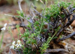 Jamesbrittenia tysonii