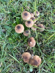 Fungi