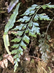 Asplenium wilfordii