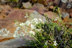 Jamesbrittenia tysonii