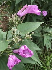 Ipomoea carnea fistulosa