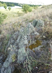 Seseli pallasii