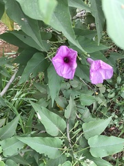 Ipomoea carnea fistulosa
