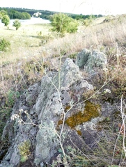 Seseli pallasii