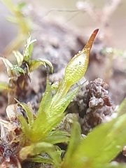 Tortula protobryoides