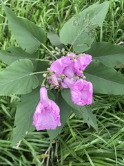 Ipomoea carnea fistulosa