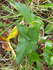 Arum italicum canariense