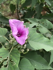 Ipomoea carnea fistulosa
