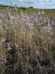 Allium podolicum
